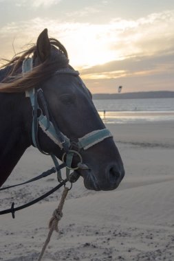 Mavi bir binicili at