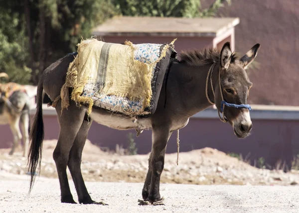 Osel na Berber trhu — Stock fotografie