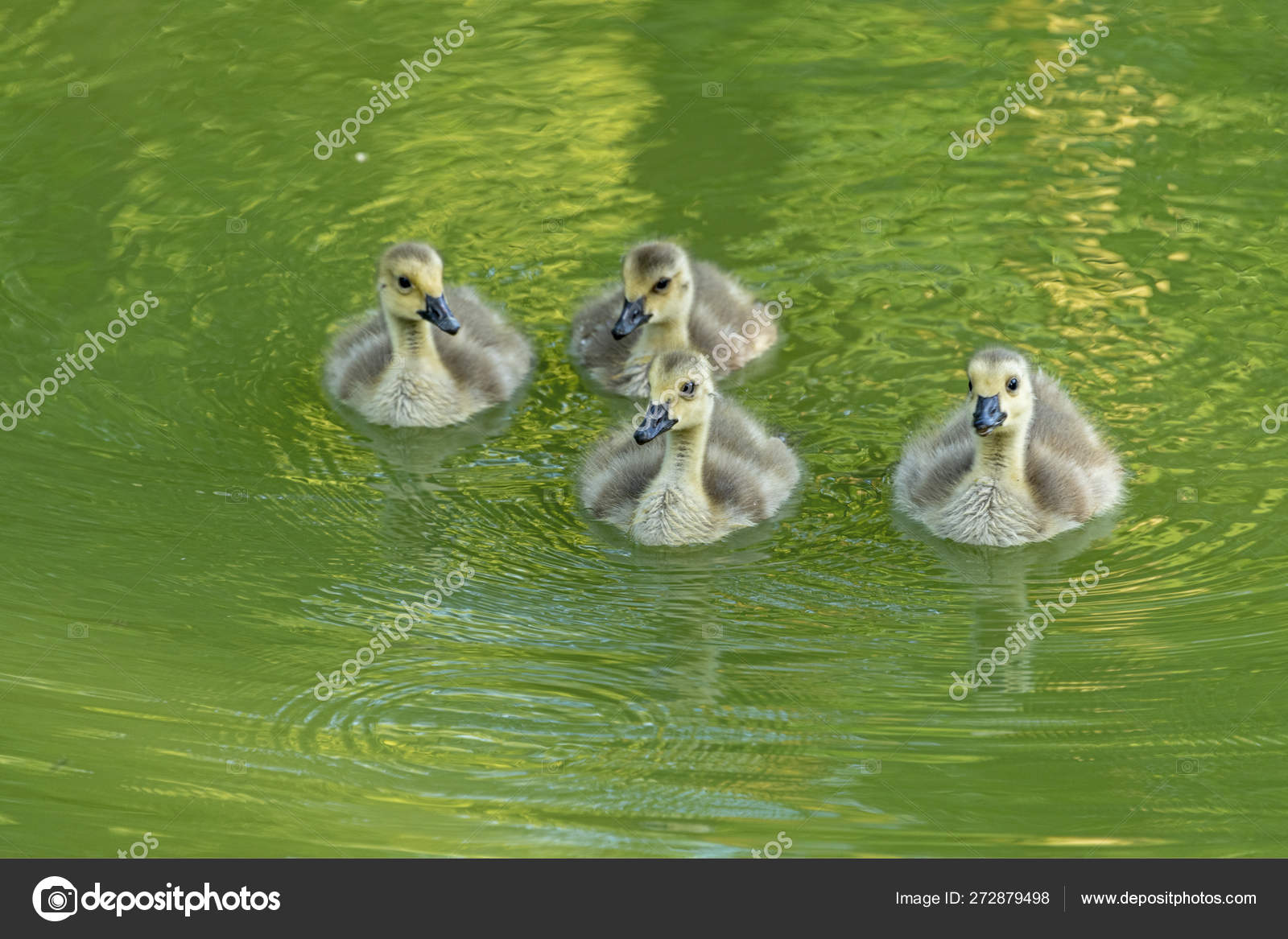 4 Ducklings Swim In The Moat Of Haus Dellwig Stock Photo
