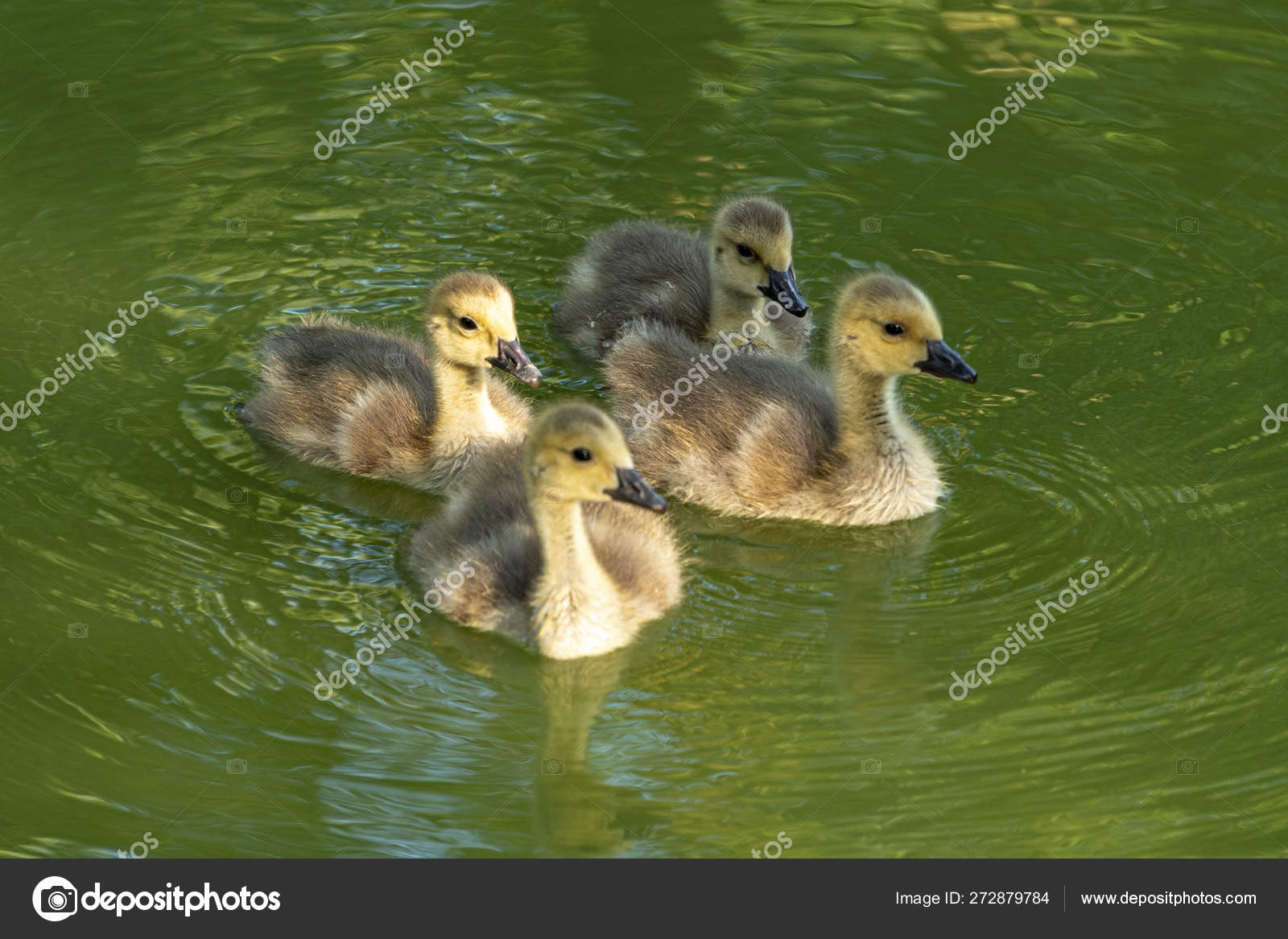 4 Ducklings Swim In The Moat Of Haus Dellwig Stock Photo