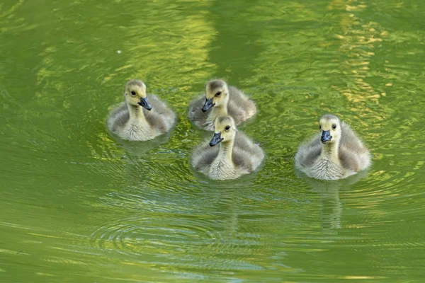 4 ducklings swim in the moat of Haus Dellwig — Stock Photo, Image