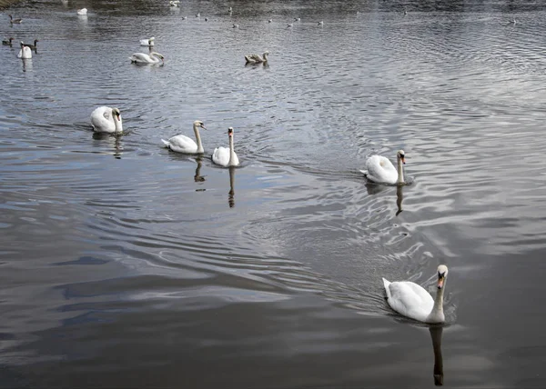 Cisnes en el lago —  Fotos de Stock