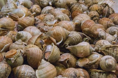 kabuk içinde Resh tatmadıysanız deniz salyangozu
