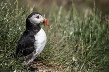 Puffin dışarıda duruyor, yuva.