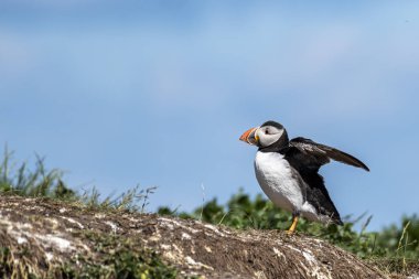 Puffin dışarıda dikiliyor, kanatlarını çırparak.