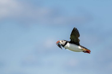 Puffin bir ağız ile dolu onun yuva geri döndürmek
