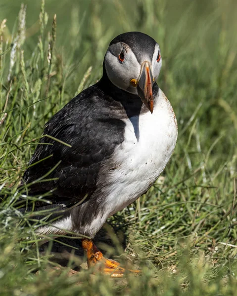 Puffin stojící mimo to je doupat — Stock fotografie