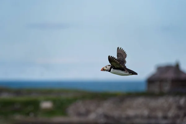 Puffin v letu — Stock fotografie