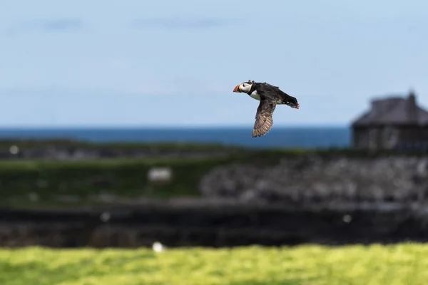 Puffin in volo — Foto Stock