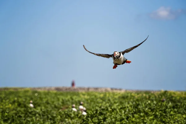 Puffin returing alla sua tana con una bocca piena di anguille — Foto Stock