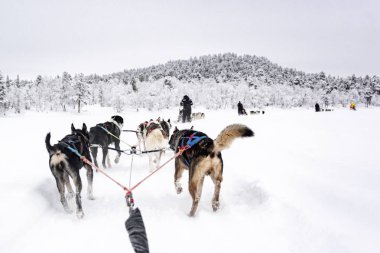 Huskies çalışan takım, kızak görünümü