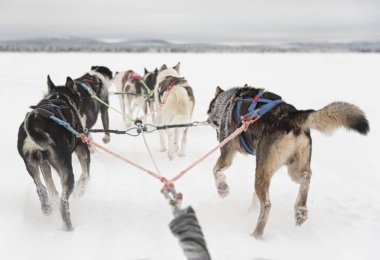Finlandiya, Inari - Ocak 2019: Huskies yalnız takım önde çekerek, kızak görünümü