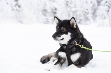 usky köpek kızak çeker arasında bir mola alarak