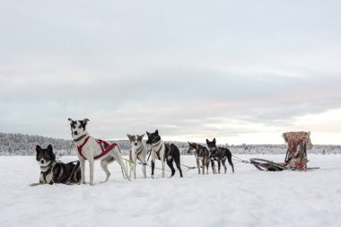 koşmak ve bir kızak çekmek için bekleyen altı huskies eam