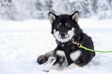 usky köpek kızak çeker arasında bir mola alarak