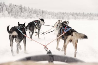  huskies yalnız takım önde çekerek, kızak görünümü