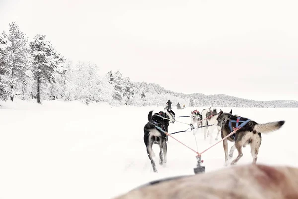 Team of huskies runing,  view from sled — Stock Photo, Image