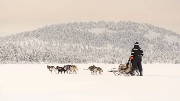 Párek psích spřežením nad zamrzlé jezero u lesa beneat — Stock fotografie