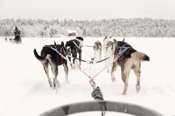 Stock image Team of huskies pulling behind a line of other sleighs, view fro