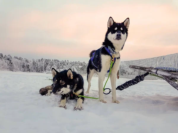 Finland Inari Januari 2019 Paar Huskies Wachten Rennen Bij Zonsondergang — Stockfoto