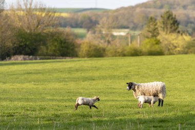 İngiltere, Bunny Hill Top, Haziran 2019-ewe ve kuzuların yeşil bir alanda ayakta