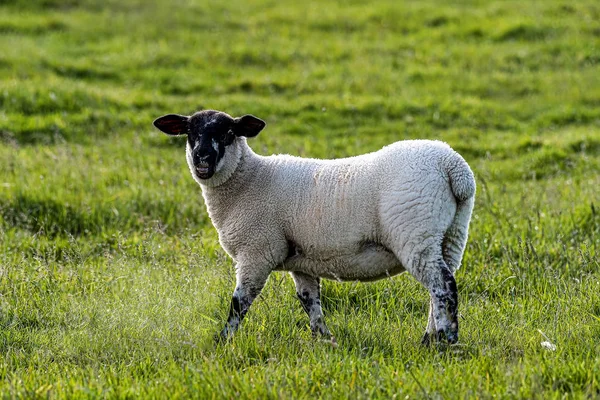 açık tarım arazilerinde otlayan koyun