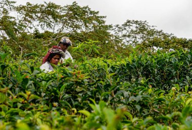 Sri lanka, Eylül 2015: Çay geleneksel yöntemlerle elde toplanıyor