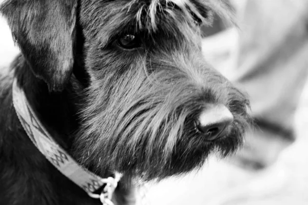 Животный портрет милой чёрной шнауцеровской собаки — стоковое фото