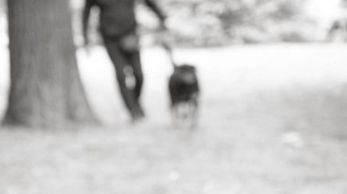 Adam th uzun kulakları ile bir köpek Rottweiler ile sonbaharda yürüyor