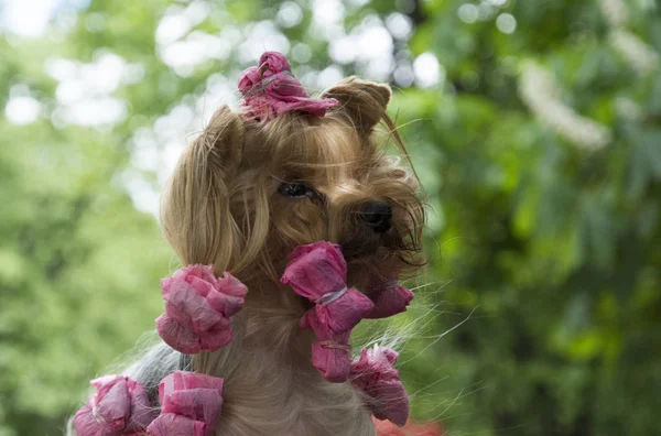 Concept van poedel hond vacht wordt gesneden en geprepareerd . — Stockfoto