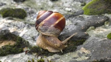 Salyangoz Achatina fulica moss üzerinde hareket eder..