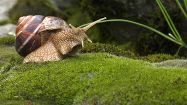 Salyangoz Achatina fulica moss üzerinde hareket eder..