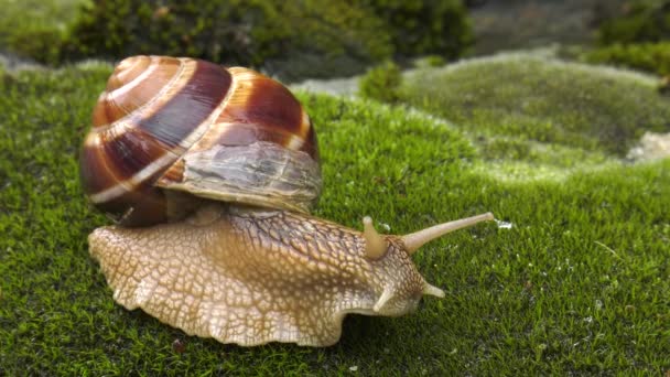 Salyangoz Achatina Fulica Moss Üzerinde Hareket Eder — Stok video