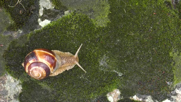 Snail Achatina Fulica Moves Moss — Stock Video