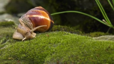 Salyangoz Achatina fulica moss üzerinde hareket eder..