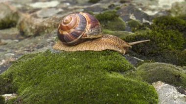 Salyangoz Achatina fulica moss üzerinde hareket eder..