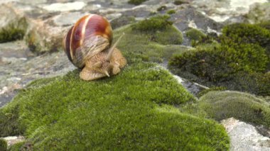 Salyangoz Achatina fulica moss üzerinde hareket eder..