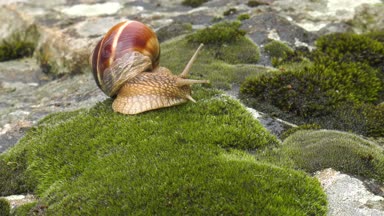 Salyangoz Achatina fulica moss x5 hareket eder.