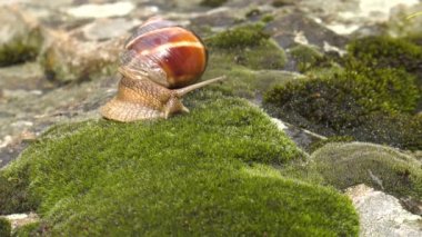 Salyangoz Achatina fulica moss üzerinde hareket eder..