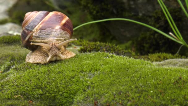 Snail Achatina Fulica Moves Moss — Stock Video