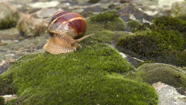 Улитка Achatina Fulica Движется Мох — стоковое видео