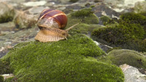 Caracol Achatina Fulica Mueve Sobre Musgo — Vídeo de stock