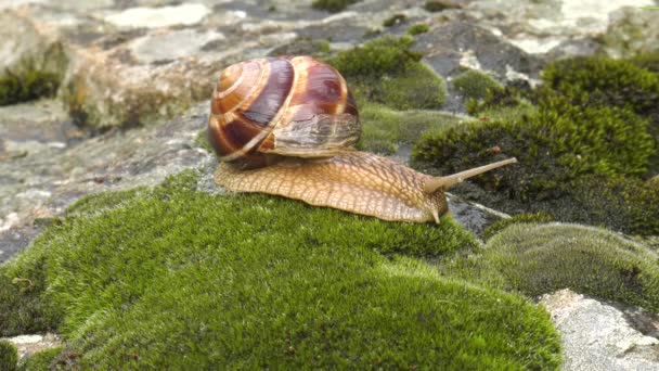 Caracol Achatina Fulica Move Sobre Musgo — Vídeo de Stock