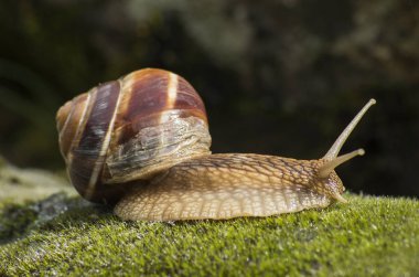 Kara salyangoz - Achatina fulica.