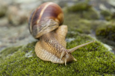 Kara salyangoz - Achatina fulica.