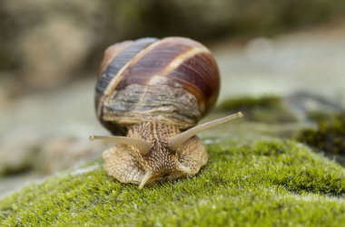 Kara salyangoz - Achatina fulica.
