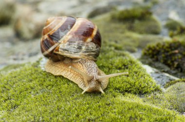 Kara salyangoz - Achatina fulica.