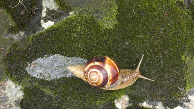 Kara salyangoz - Achatina fulica.
