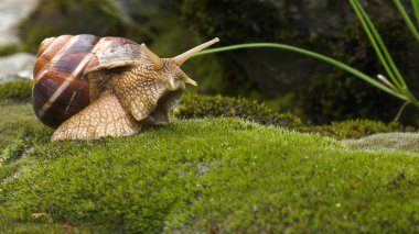 Land snail - Achatina fulica. clipart