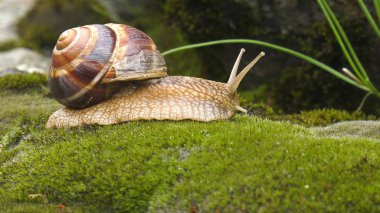 Kara salyangoz - Achatina fulica.